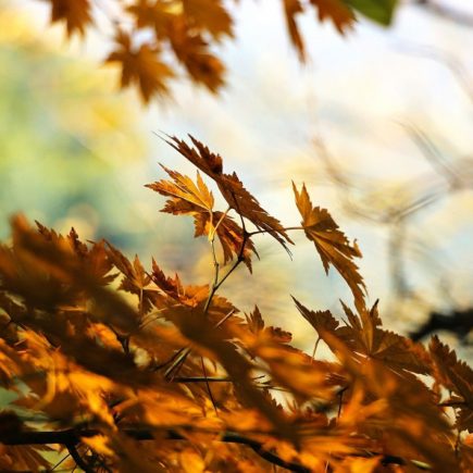 leaves, foliage, maple-507544.jpg